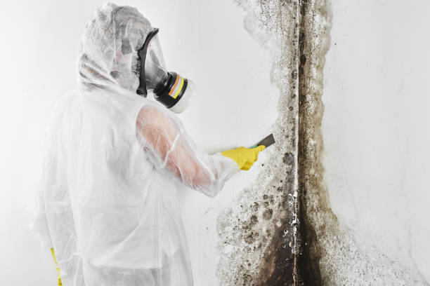 Mold Removal Process in El Cenizo, TX
