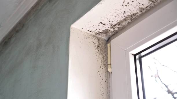 Best Mold Damage Repair  in El Cenizo, TX