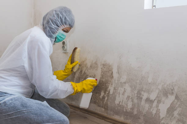 Best Attic Mold Removal  in El Cenizo, TX