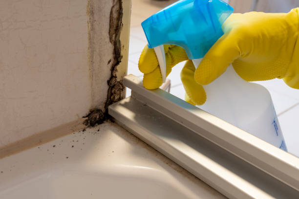 Best Office Mold Removal Services  in El Cenizo, TX