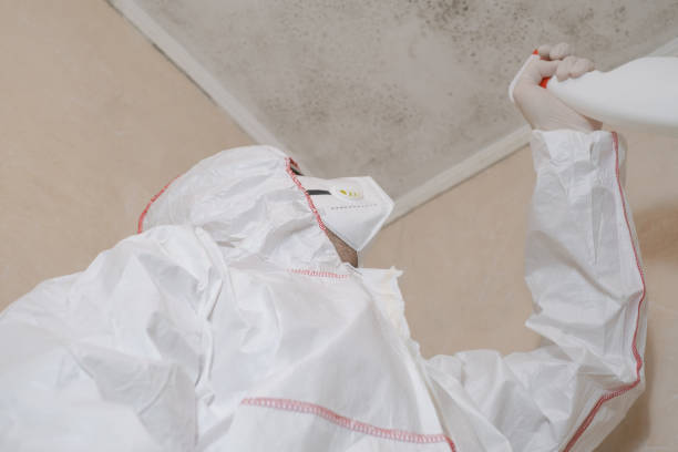 Best Local Mold Removal Service  in El Cenizo, TX