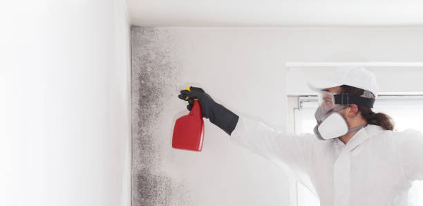 Best Best Mold Removal Companies  in El Cenizo, TX