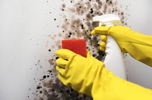 Best Commercial Mold Removal  in El Cenizo, TX