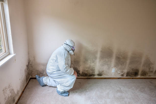 Best Certified Mold Removal  in El Cenizo, TX