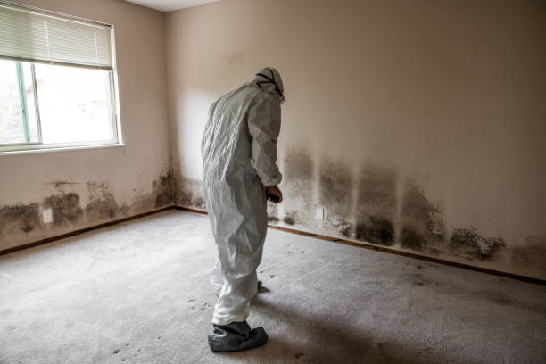 Best Mold Removal Company Near Me  in El Cenizo, TX