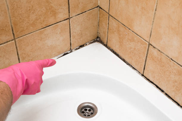 Certified Mold Removal in El Cenizo, TX